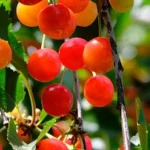 Unos voća i povrća u Hrvatsku iz Bosne i Hercegovine
